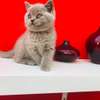 Last British Shorthair Kittens Available GCCF Registered thumb 1