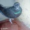 Punky male pigeon thumb 3