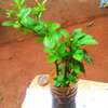 TIME TO PLANT! IMPORTED FRUIT TREE  SEEDLINGS in NAIROBI thumb 3