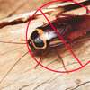Expert Pest Control Services Rongai Ruiru Juja Kikuyu Thika thumb 6