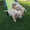 Golden Retriever Puppies  ready for any new home thumb 1