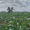 1/4 and Full Acre Plots for sale in Malindi thumb 9