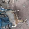 Torgen burger  Dairy Goats pedigree for sale thumb 4