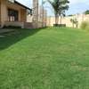 Lawn Mowing And Garden Services | Request your free, no-obligation grass cutting quotation now thumb 13