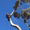 Tree Cutting & Removal - Tree Felling Service Kenya thumb 2