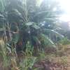 50by100 plot for sale in ruaka thumb 5