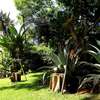 FOR SALE – PRESTIGIOUS PROPERTY LAVINGTON, NBI (0.8 ACRES) thumb 14