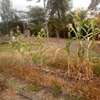 0.125 ac residential land for sale in Ongata Rongai thumb 5