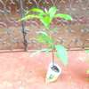 TIME TO PLANT! IMPORTED FRUIT TREE  SEEDLINGS in NAIROBI thumb 8