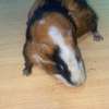 Guinea Pig thumb 6