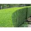 Garden Service & Landscaping - Hedge cutting services thumb 12