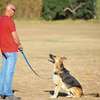 Dog Training service at Home | Dog Trainers In Nairobi thumb 0