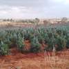 1,000 Acres of Land is Available For Sale in Nanyuki thumb 2