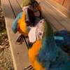 African Grey Parrots for Sale - Bird Breeders thumb 1