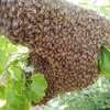 Do you have a bee problem? Get Rid of Stinging Bees Today thumb 11