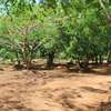 2 ac Land in Kilifi thumb 1