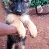 Top quality german sherphed puppies available? thumb 1