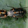 Bed Bug Extermination In Nairobi- Bed Bug Fumigation Ruaka thumb 4