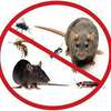 BEST Rat Control Services in Nairobi Kenya thumb 0