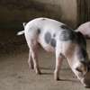 Healthy Pigs Available - Siaya thumb 3