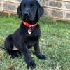 Labrador Retriever thumb 2