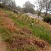 0.125 ac residential land for sale in Ongata Rongai thumb 7