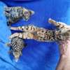 3 Beautiful male and females Bengal Kittens for sale. thumb 2