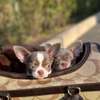 Adorable Teacup Chihuahua puppy thumb 1