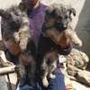 Long coat German shephard puppies thumb 2