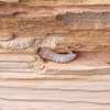Borer and Termite Control Services Services.Request a quote thumb 11