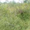 100 Acres Available for Sale in Mutomo Kitui County thumb 0