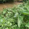 BEAUTIFUL 3 ACRES LAND FOR SALE IN TIMAU thumb 4