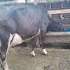 Powerful Frisian breed thumb 6