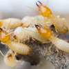 Are you tired of having unwanted visitors in your facilities such as mice, bed bugs, and ants? Bestcare Services is here to help you get rid of pests! Our dedicated and highly trained professionals will work hard to ensure that your facility is pest-free. With the best technology for eliminating pet problems, we got your back! We specialise in general pest control, timber inspections, and pre-purchase building inspections for apartments, high-rise units, commercial premises, industrial factories, real estate, and body corporate works. Call us, and we will get it done!  We provide a professional service with our experts focused on solutions for your general pest control needs including treatments for the following: Cockroach Treatments AntsBed bugsBees Mosquitoes Spiders Fleas Silverfish Rats Mice Mites Termites Wasps And much much more Get back your control of a clean and pleasant facility—contact us today for quick and reliable solutions for your pest problems. If you aren’t sure which service is right for you, give us a call or contact us here, so we can create a custom-fit solution that is best for your  building. Our application process is simple, effective, and applied at a convenient time that works with all your needs. thumb 9