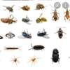Bed Bug Pest Control Utawala thumb 1