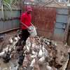 Ornamental birds for sale thumb 0