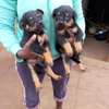 Cute rottweiller puppies ready for  new families? thumb 3
