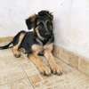 3.3 months Big Boned GSD Puppy Available thumb 7