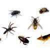 Cockroach, Bed bug, Flies, Ants, Rat & Termite Pest control thumb 6