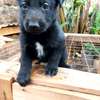 1-3 month old black German Shepherd Puppy thumb 0