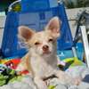 Well trained Chihuahua puppies for sale thumb 1