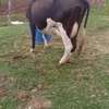 Mamayao Frisian dairy cow thumb 1