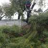 Cheapest Tree Cutting Services Nairobi thumb 1