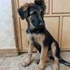 3.3 months Big Boned GSD Puppy Available thumb 3