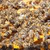 Nairobi: Live Bee Removal & Honey Bee Removal | Free Quote thumb 2