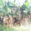 4 Acres Land for Sale thumb 8