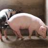 Healthy Pigs Available - Siaya thumb 7