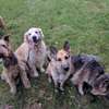 Puppy &  Dog Training Nairobi | Best Dog Trainers in Kenya thumb 4