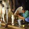 Dairy Farm Workers Available thumb 4