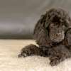 Best Dog Grooming Services -Pet Grooming Services thumb 1